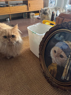 Custom oil paintings for pets 